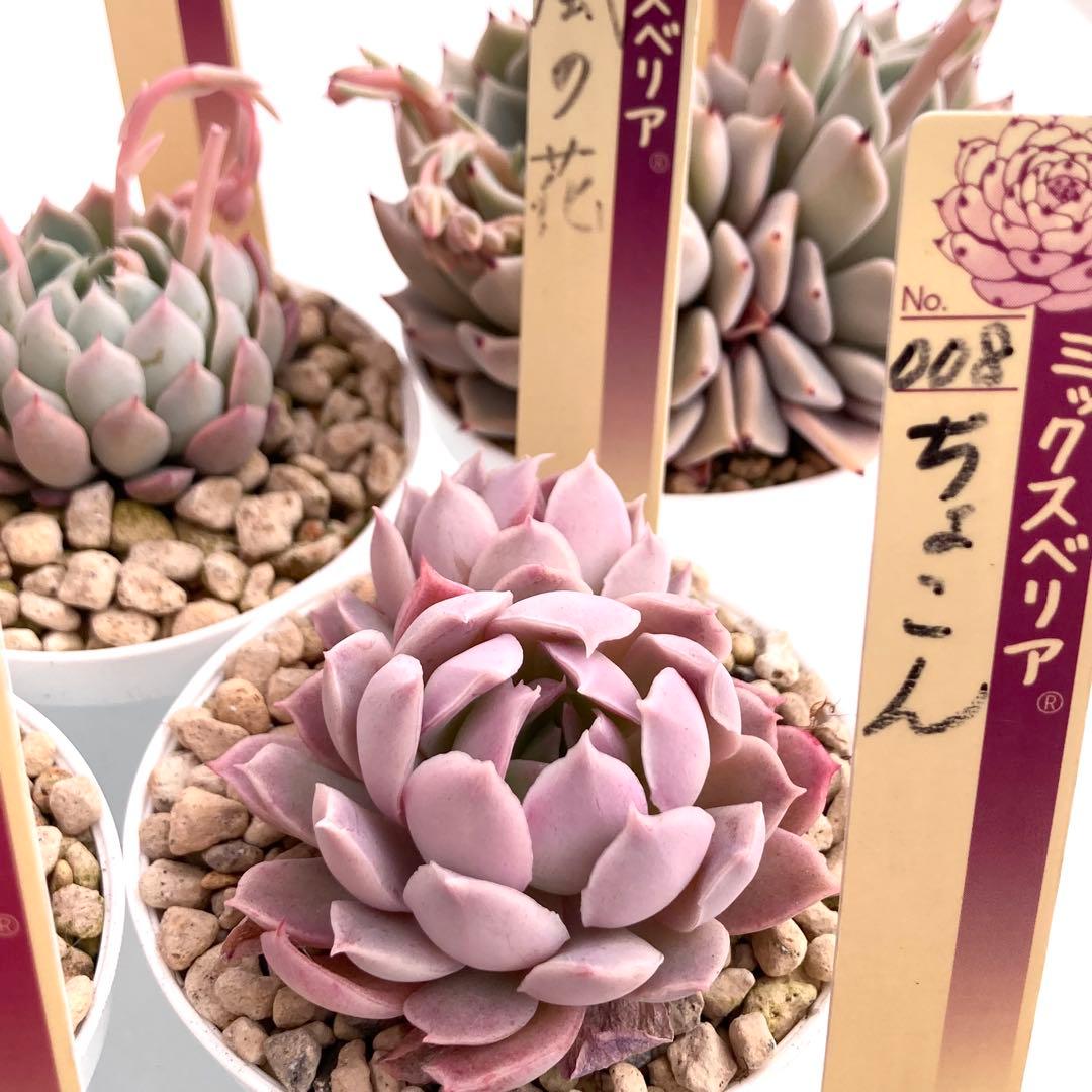 【極上苗】ミックスベリア 12種類セット売り 青鬼 ちょこん そわそわなど