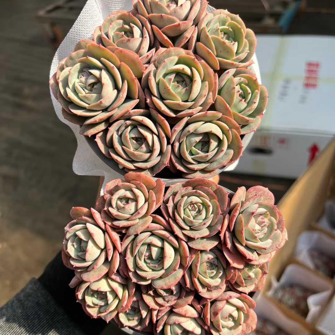 Top【選抜株】多肉植物　23397クラウディア　10個　鉢無し/脱土