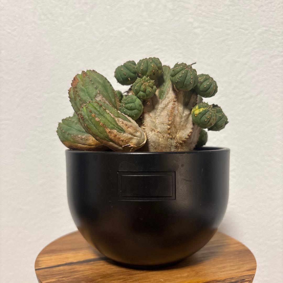 ト*ス様 オベサブロウ　オベサ　木質化　鉢付き　ボタナイズ