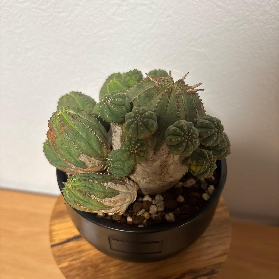 ト*ス様 オベサブロウ　オベサ　木質化　鉢付き　ボタナイズ