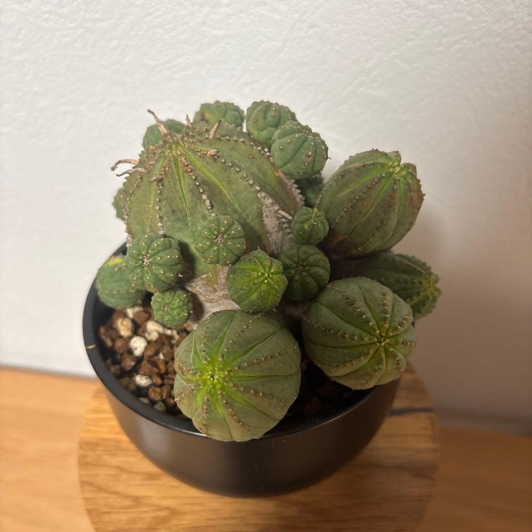 ト*ス様 オベサブロウ　オベサ　木質化　鉢付き　ボタナイズ