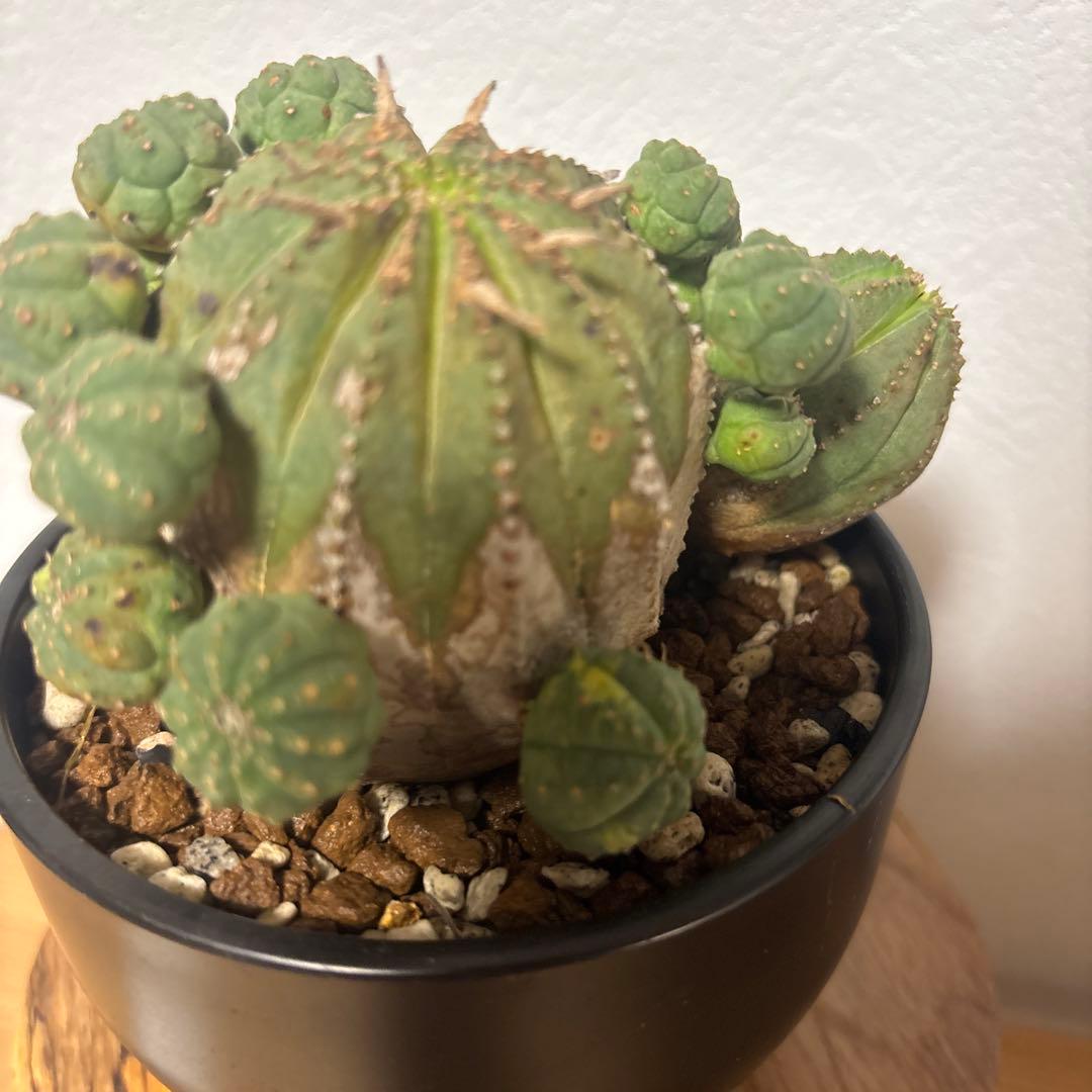 ト*ス様 オベサブロウ　オベサ　木質化　鉢付き　ボタナイズ