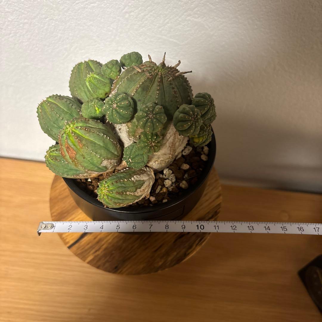 ト*ス様 オベサブロウ　オベサ　木質化　鉢付き　ボタナイズ