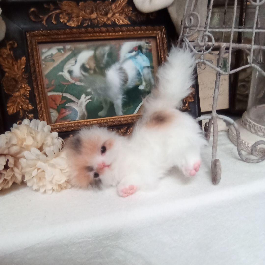 ♥三毛猫♥ちるちるちゃんっ♥16センチ・生後2週間(≧▽≦)子猫❤️