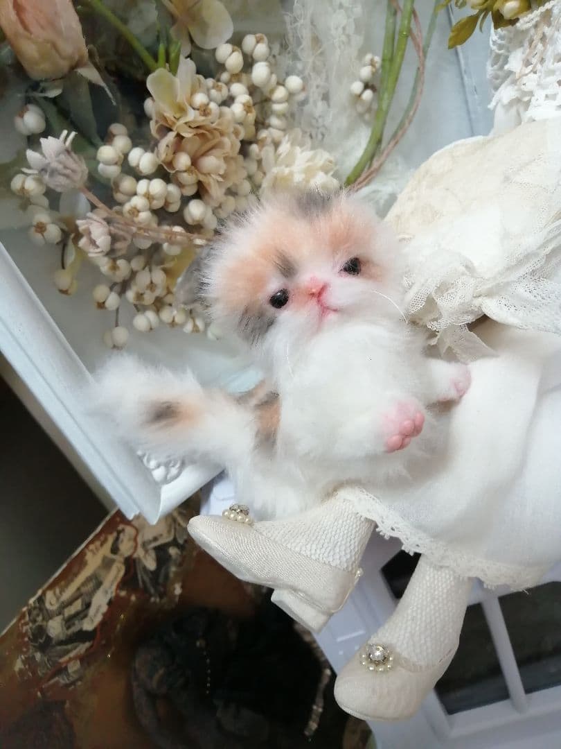 ♥三毛猫♥ちるちるちゃんっ♥16センチ・生後2週間(≧▽≦)子猫❤️