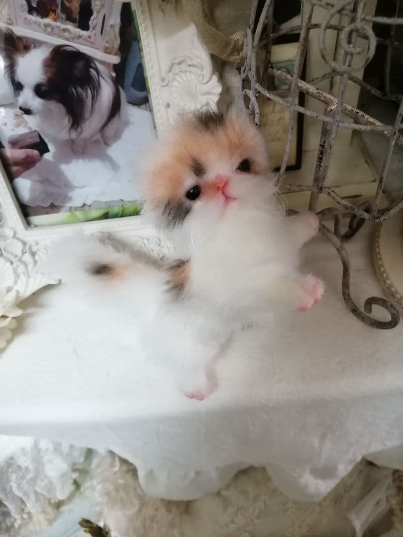 ♥三毛猫♥ちるちるちゃんっ♥16センチ・生後2週間(≧▽≦)子猫❤️