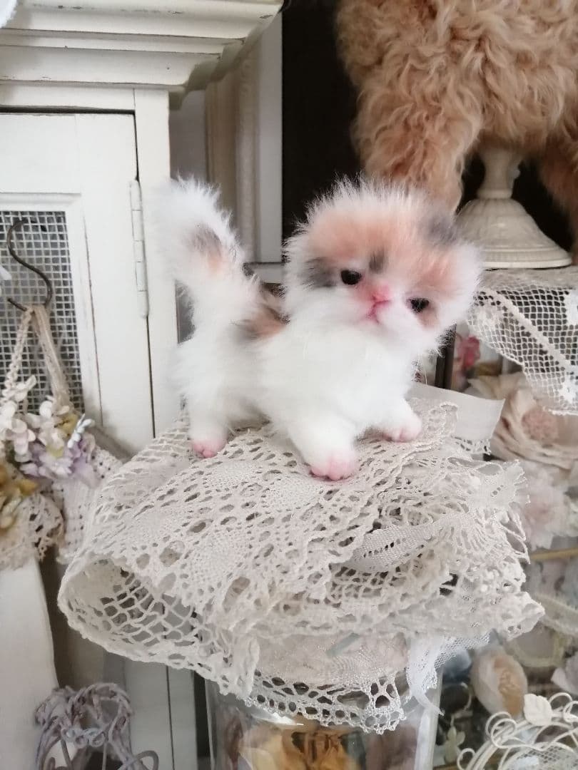 ♥三毛猫♥ちるちるちゃんっ♥16センチ・生後2週間(≧▽≦)子猫❤️