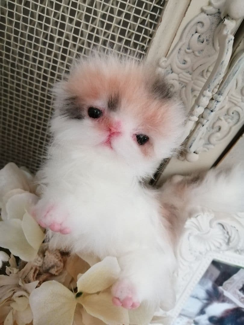 ♥三毛猫♥ちるちるちゃんっ♥16センチ・生後2週間(≧▽≦)子猫❤️