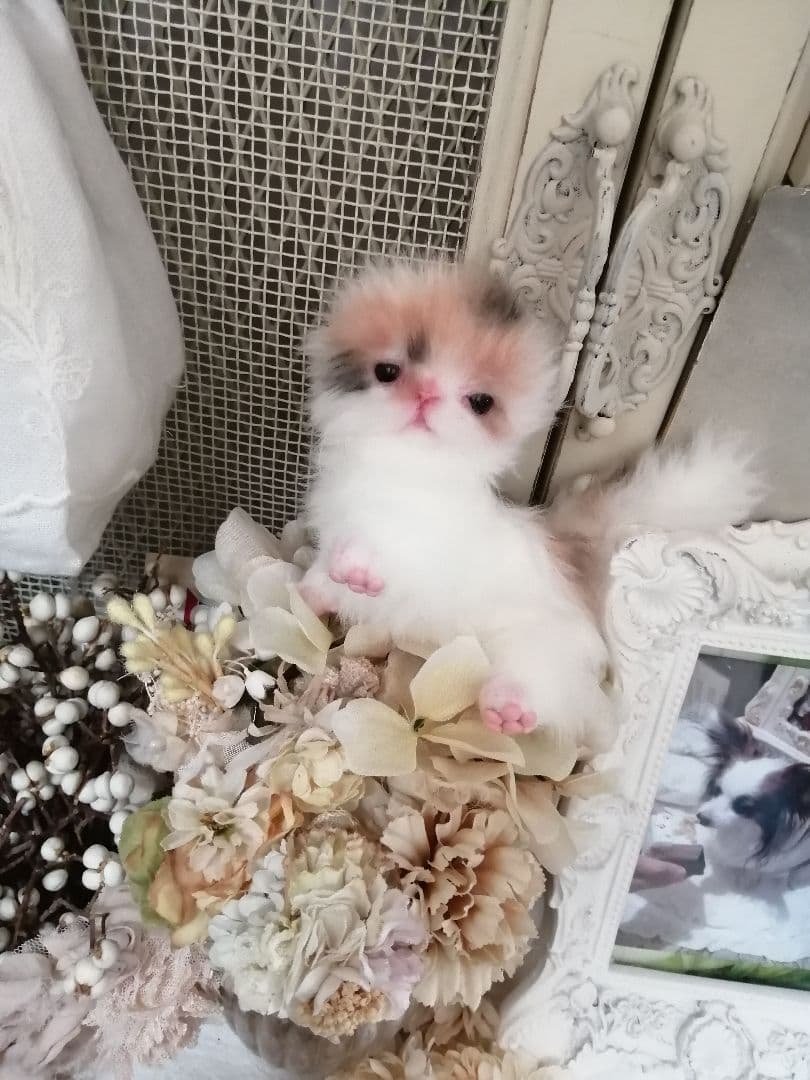 ♥三毛猫♥ちるちるちゃんっ♥16センチ・生後2週間(≧▽≦)子猫❤️