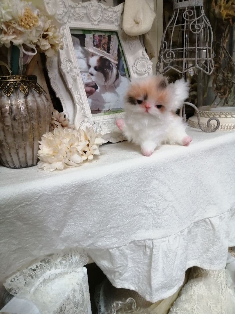 ♥三毛猫♥ちるちるちゃんっ♥16センチ・生後2週間(≧▽≦)子猫❤️