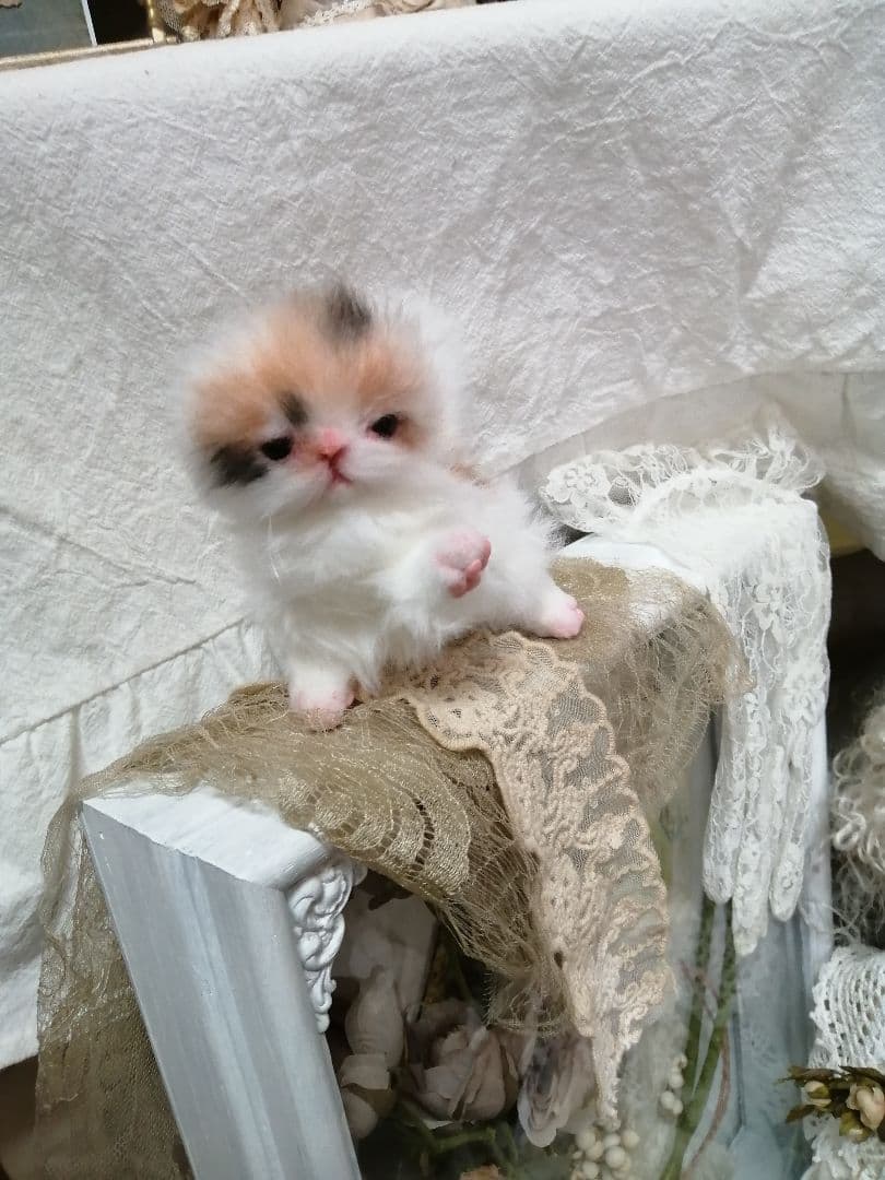 ♥三毛猫♥ちるちるちゃんっ♥16センチ・生後2週間(≧▽≦)子猫❤️