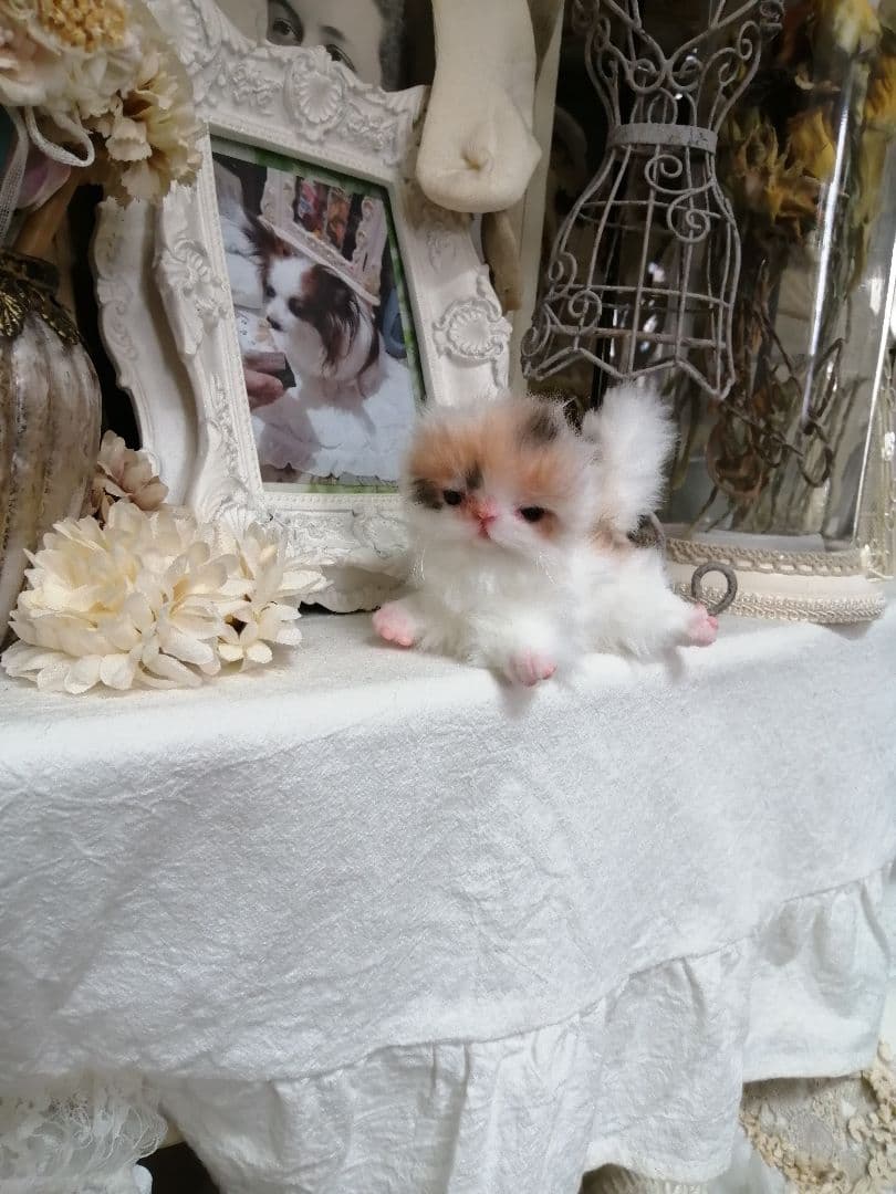 ♥三毛猫♥ちるちるちゃんっ♥16センチ・生後2週間(≧▽≦)子猫❤️