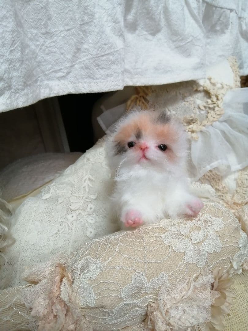 ♥三毛猫♥ちるちるちゃんっ♥16センチ・生後2週間(≧▽≦)子猫❤️