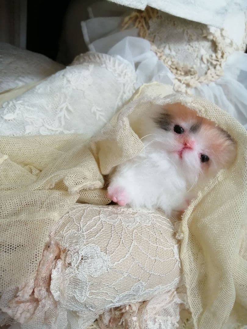 ♥三毛猫♥ちるちるちゃんっ♥16センチ・生後2週間(≧▽≦)子猫❤️