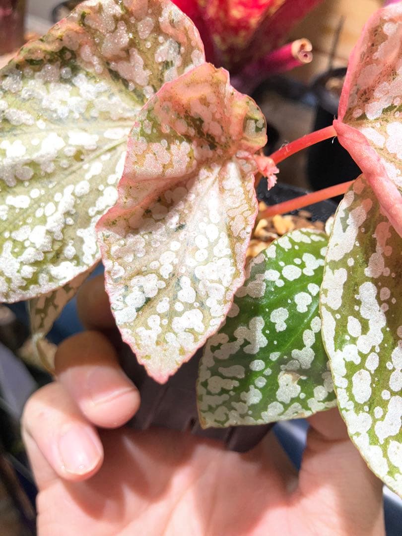 テ*ー様 ベゴニア　スノーキャップドバリエガータ　発根済み①