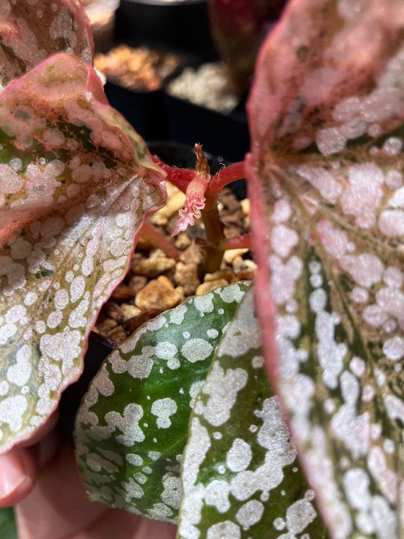 テ*ー様 ベゴニア　スノーキャップドバリエガータ　発根済み①