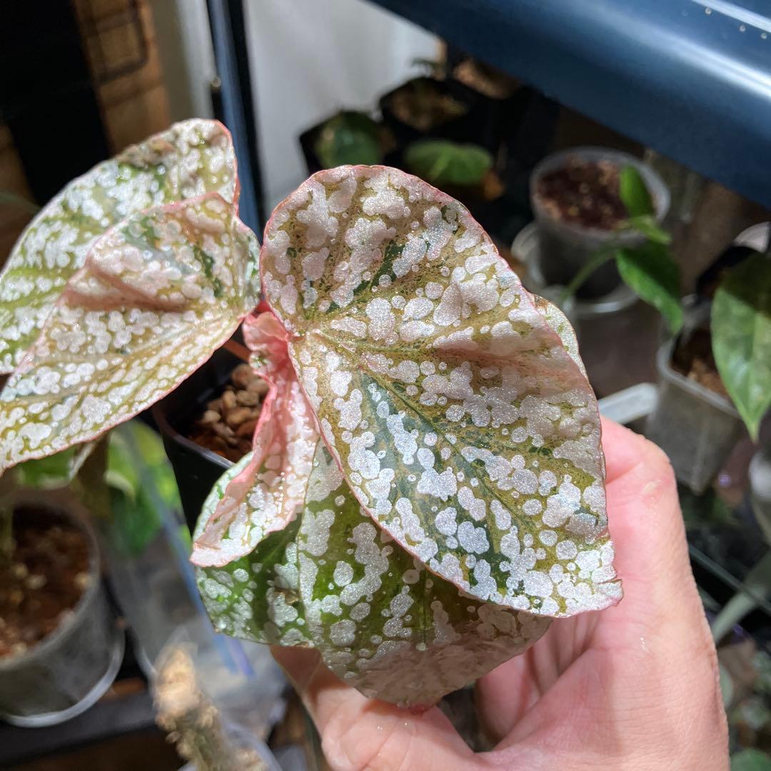 テ*ー様 ベゴニア　スノーキャップドバリエガータ　発根済み①