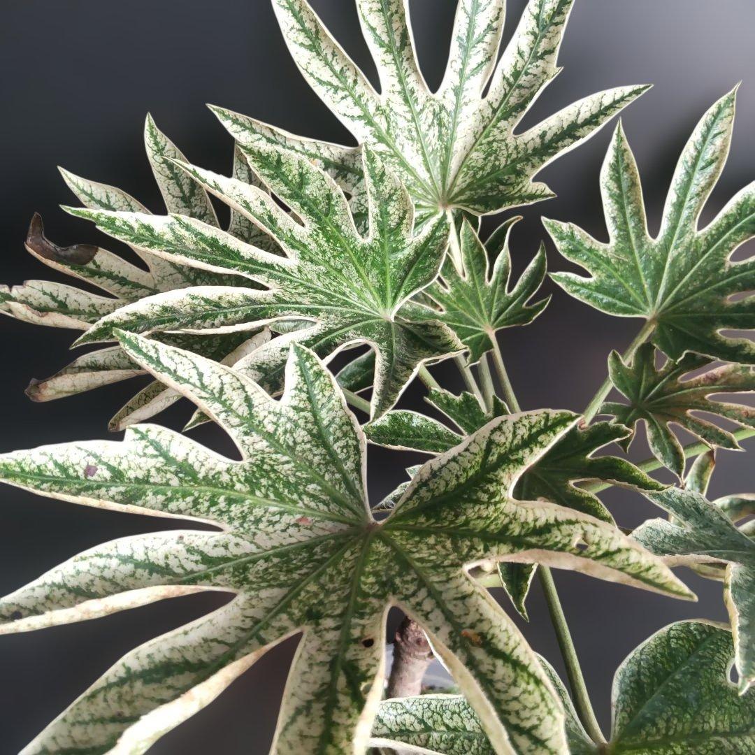 斑入りヤツデ　\"スパイダーウェブ\"　鉢付き