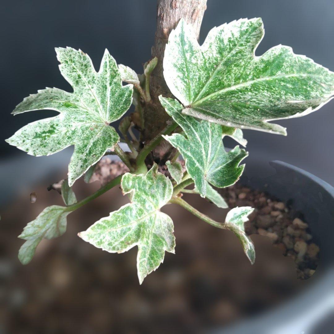 斑入りヤツデ　\"スパイダーウェブ\"　鉢付き