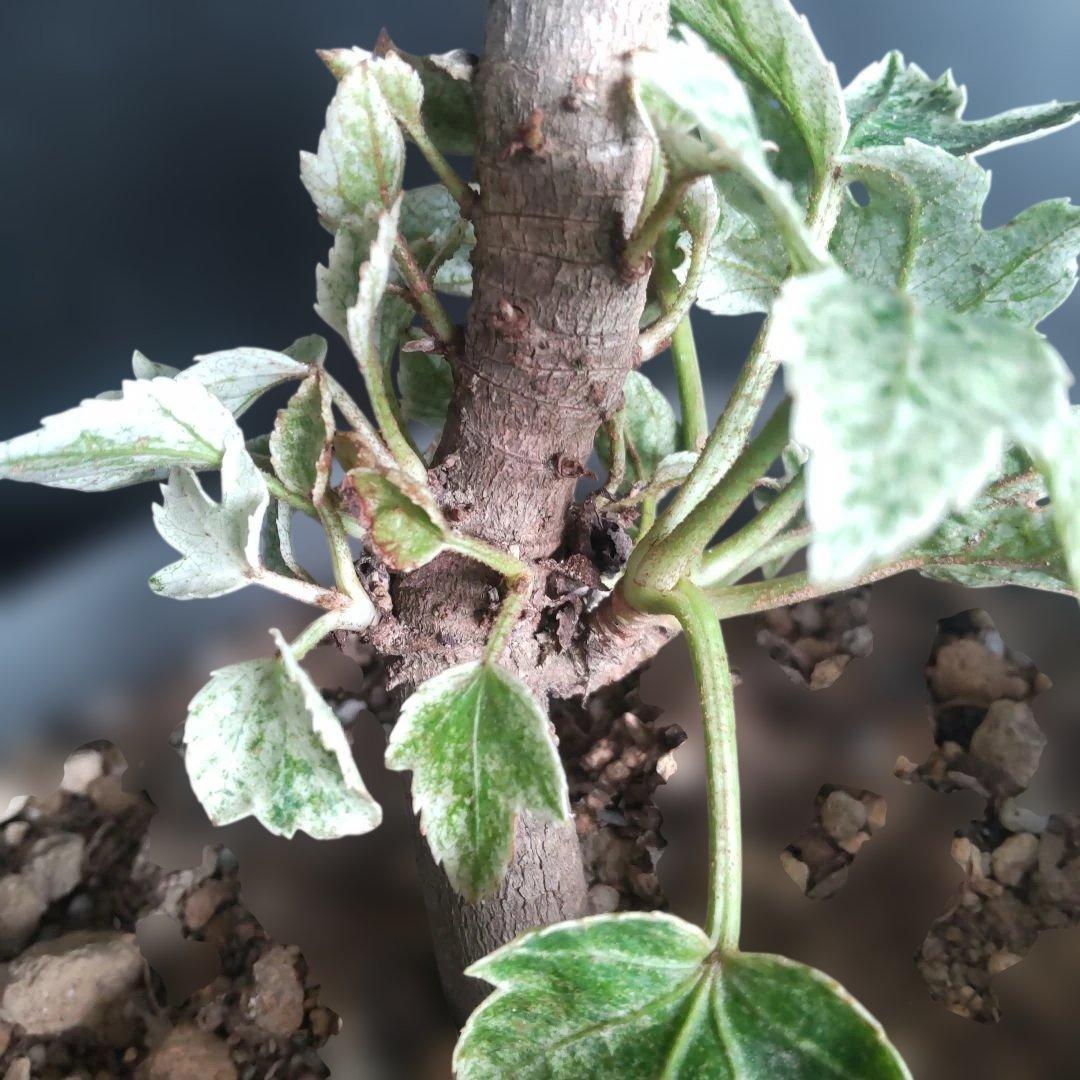 斑入りヤツデ　\"スパイダーウェブ\"　鉢付き