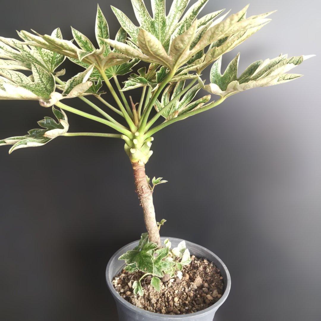 斑入りヤツデ　\"スパイダーウェブ\"　鉢付き