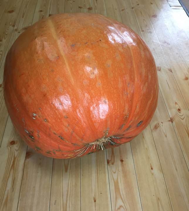 かぼちゃ ハロウィンの目玉！横に45cmぐらい