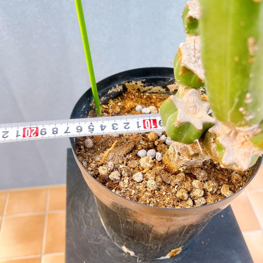 現品　サボテン　リュウジンボク　ブランチ　8番　サボテンブランチ　ドライガーデン