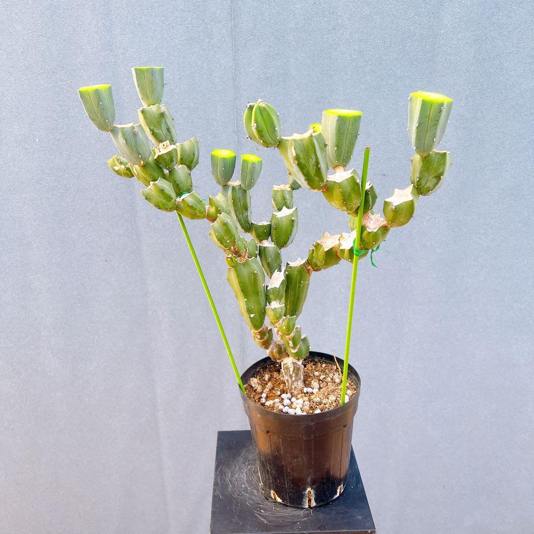 現品　サボテン　リュウジンボク　ブランチ　8番　サボテンブランチ　ドライガーデン