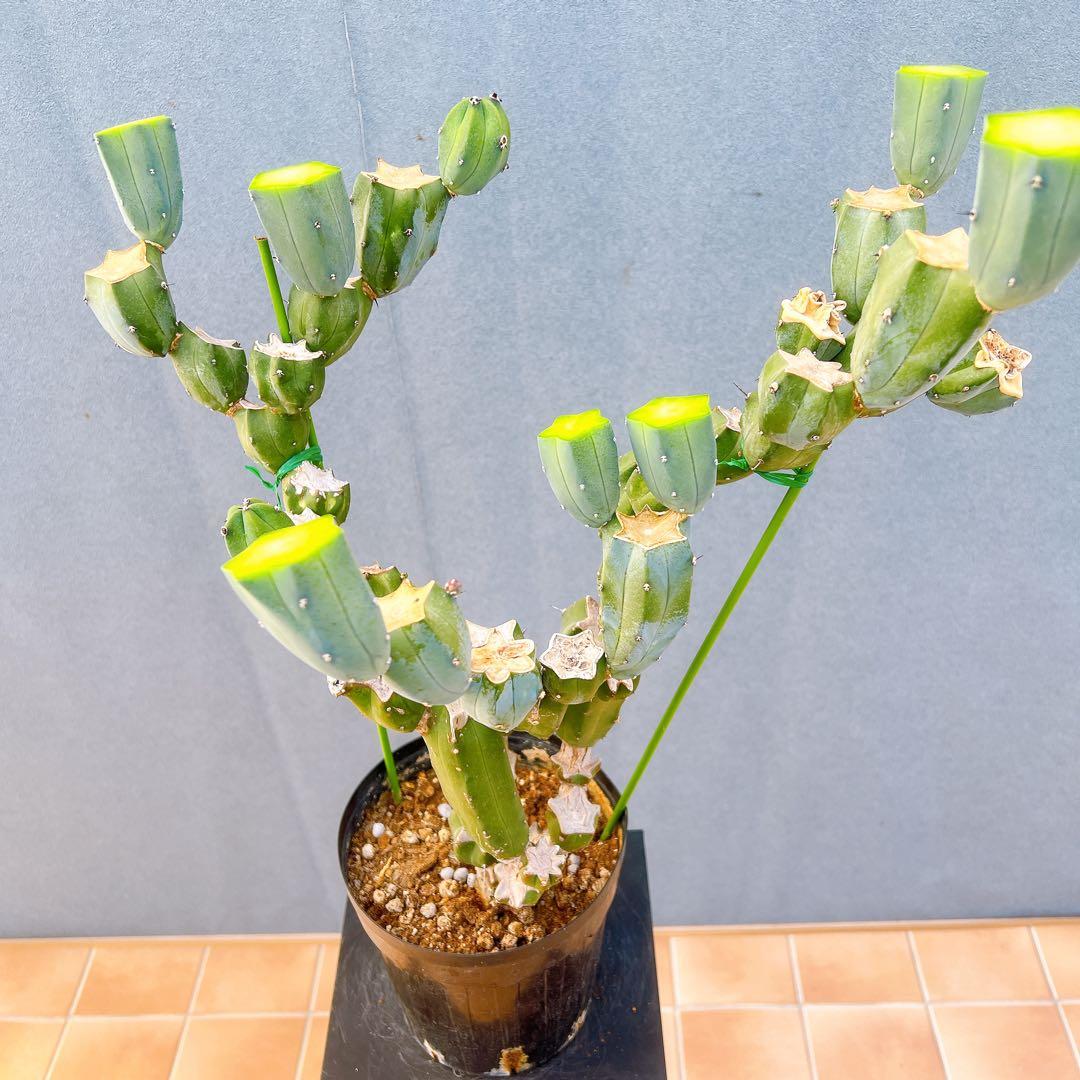 現品　サボテン　リュウジンボク　ブランチ　8番　サボテンブランチ　ドライガーデン