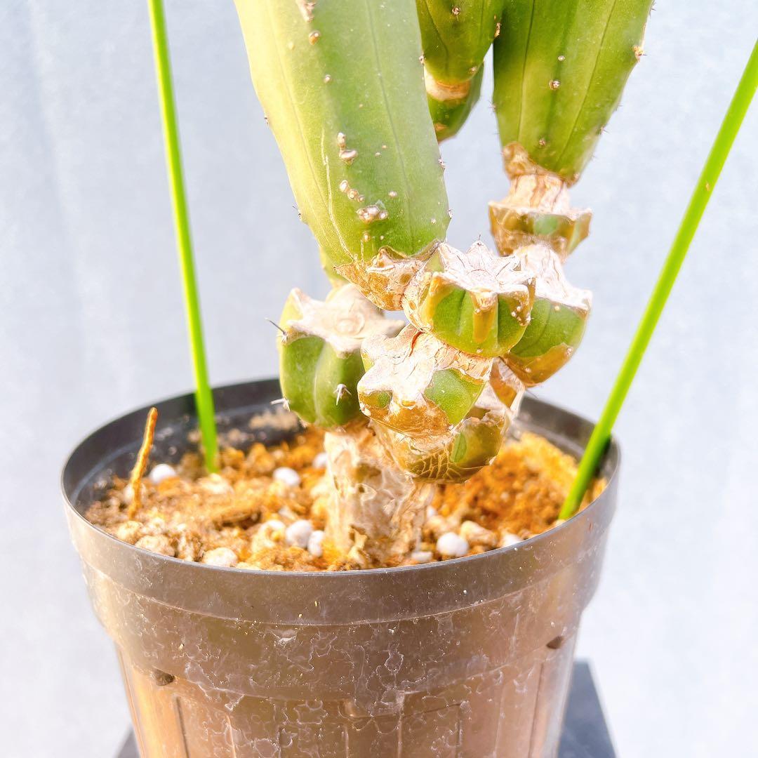 現品　サボテン　リュウジンボク　ブランチ　8番　サボテンブランチ　ドライガーデン