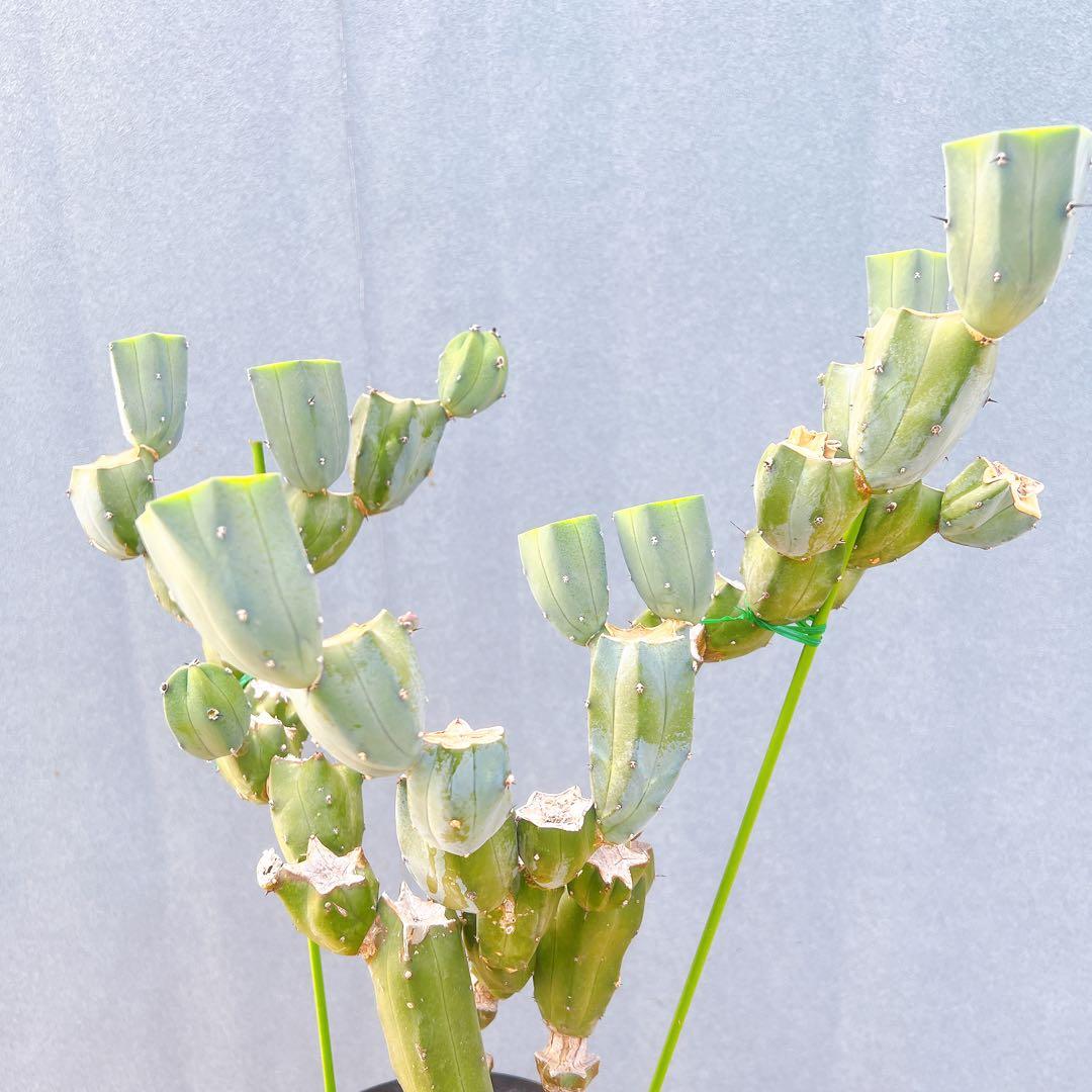 現品　サボテン　リュウジンボク　ブランチ　8番　サボテンブランチ　ドライガーデン