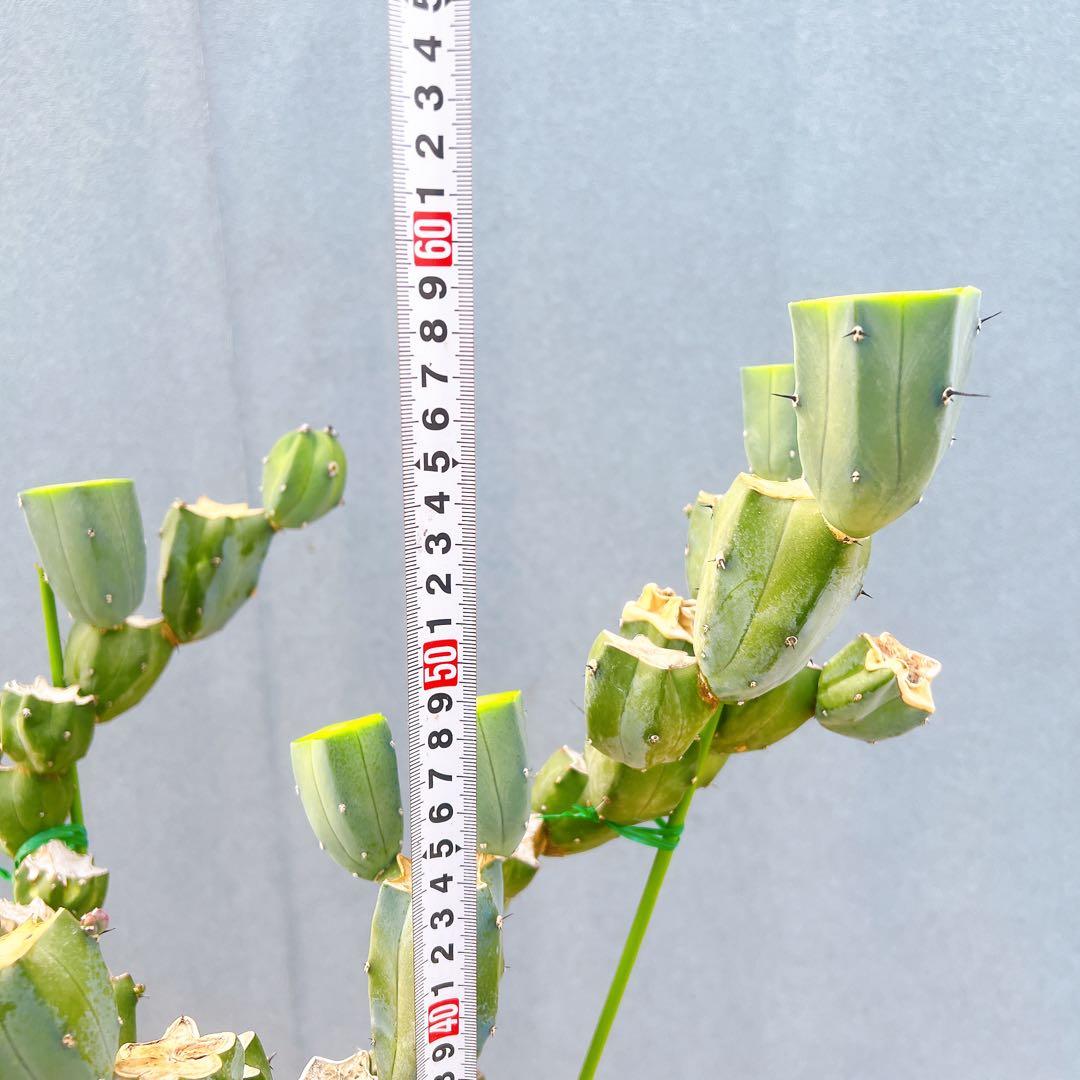 現品　サボテン　リュウジンボク　ブランチ　8番　サボテンブランチ　ドライガーデン