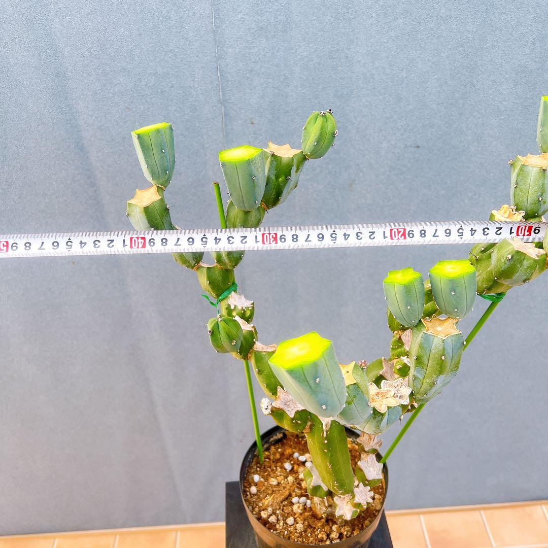 現品　サボテン　リュウジンボク　ブランチ　8番　サボテンブランチ　ドライガーデン