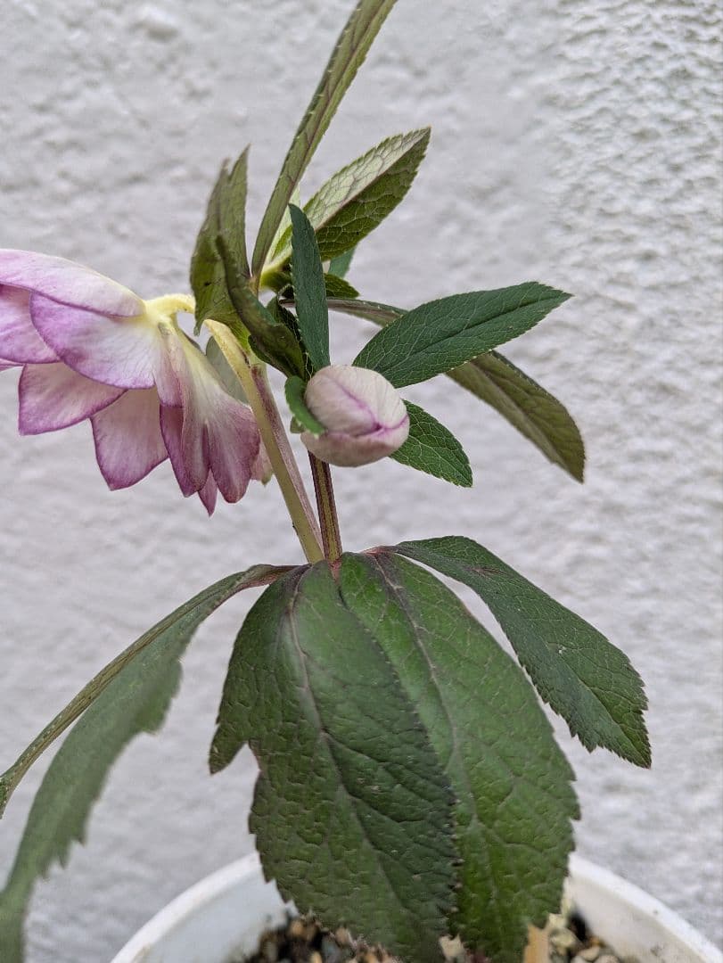 クリスマスローズ　ダブル