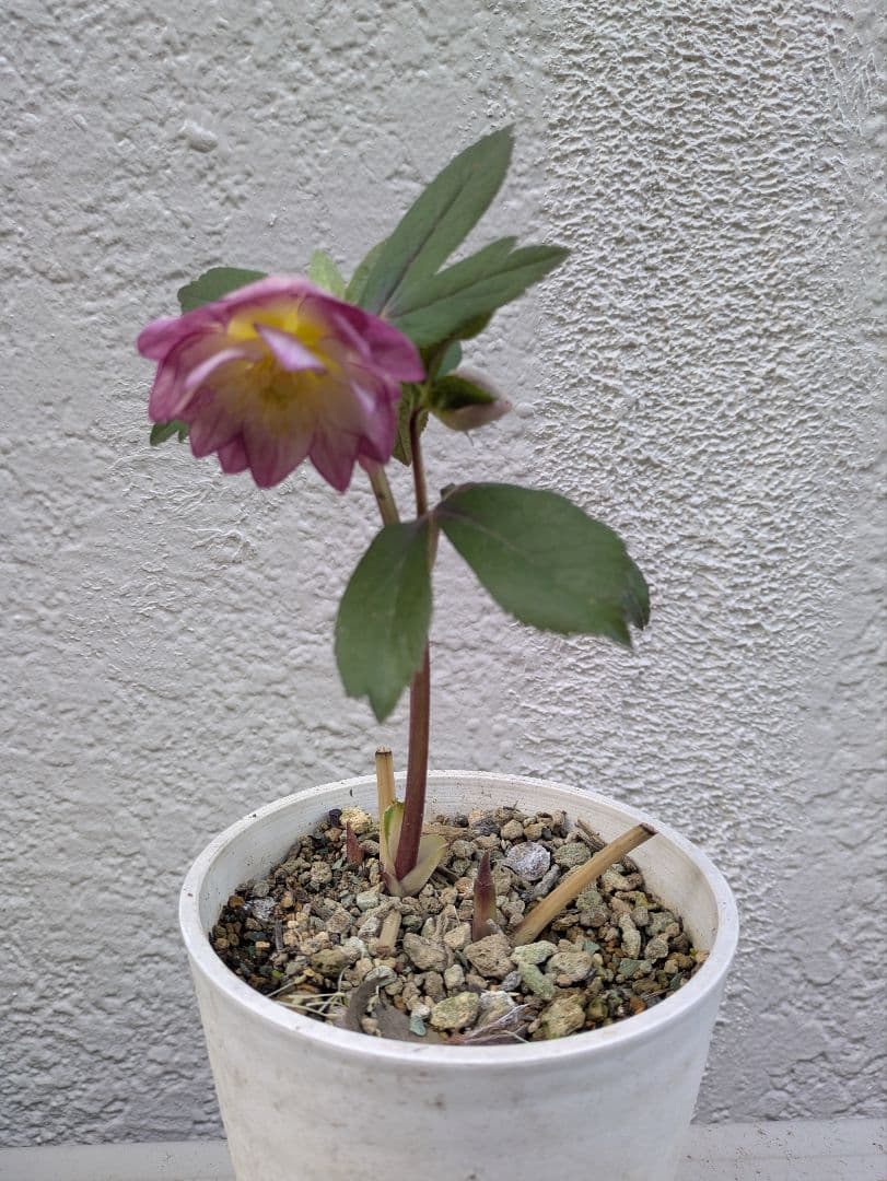 クリスマスローズ　ダブル