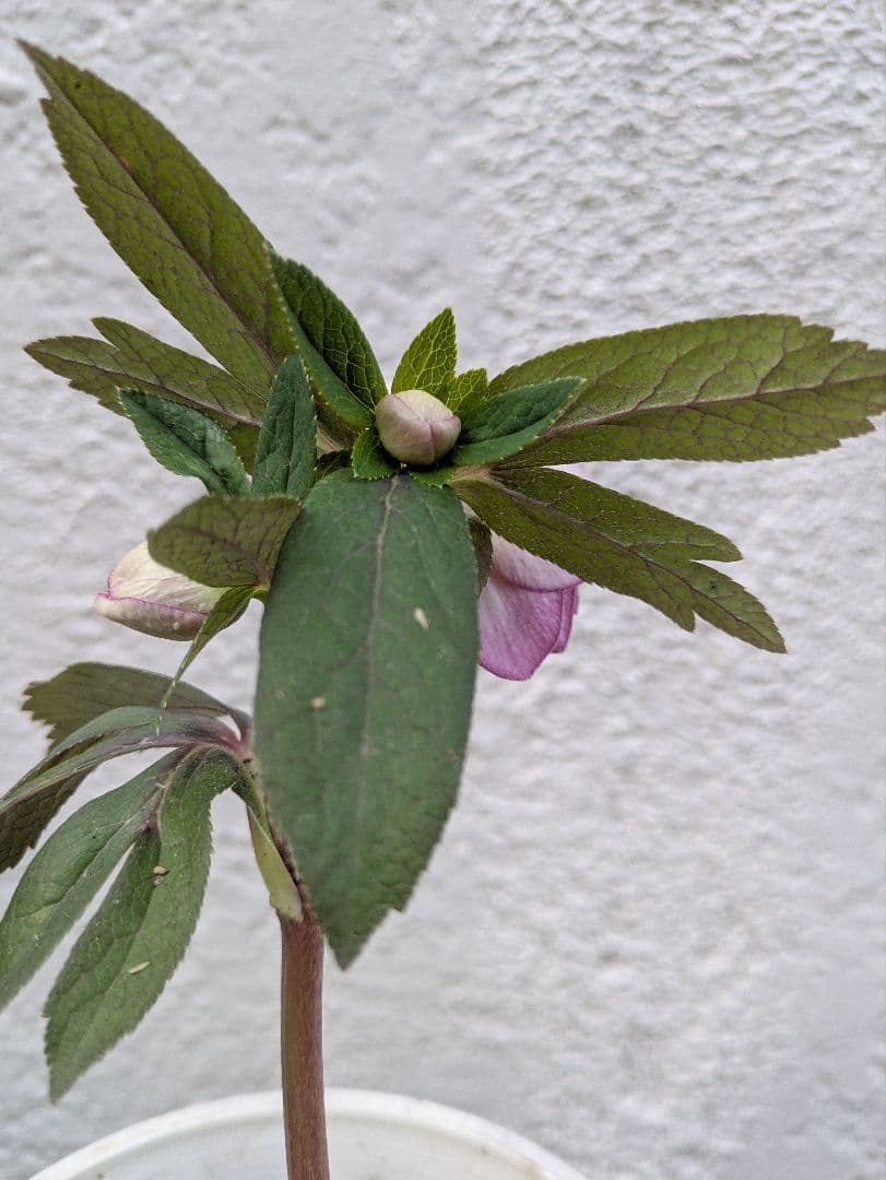 クリスマスローズ　ダブル