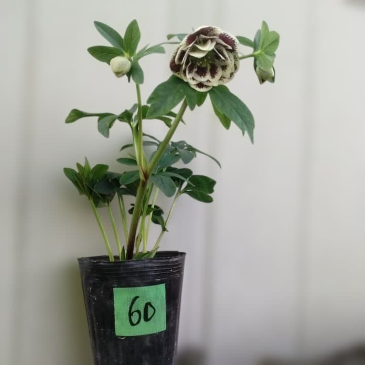 広瀬園芸。ダブルホワイトブロッチ。開花株。No60