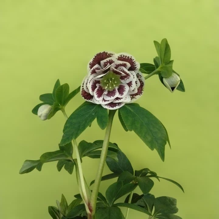 広瀬園芸。ダブルホワイトブロッチ。開花株。No60