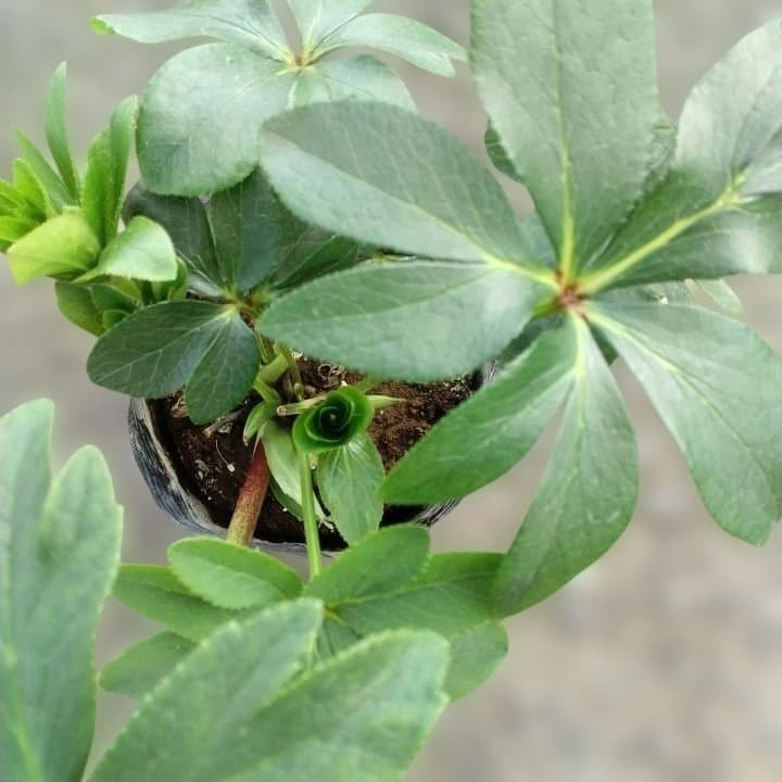 広瀬園芸。ダブルホワイトブロッチ。開花株。No60