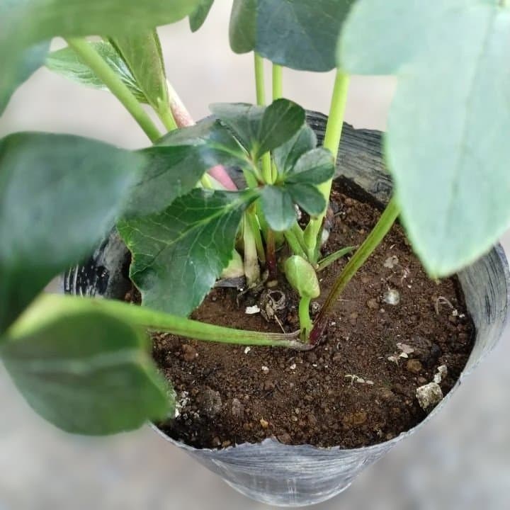 広瀬園芸。ダブルホワイトブロッチ。開花株。No60