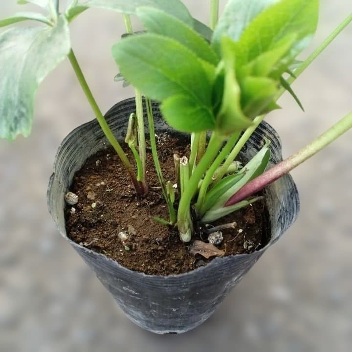 広瀬園芸。ダブルホワイトブロッチ。開花株。No60