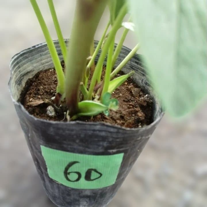 広瀬園芸。ダブルホワイトブロッチ。開花株。No60