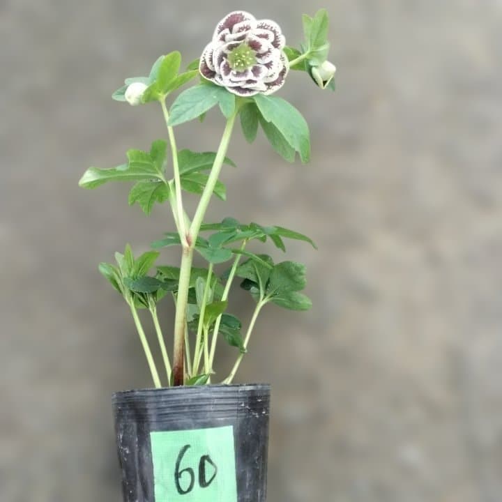 広瀬園芸。ダブルホワイトブロッチ。開花株。No60
