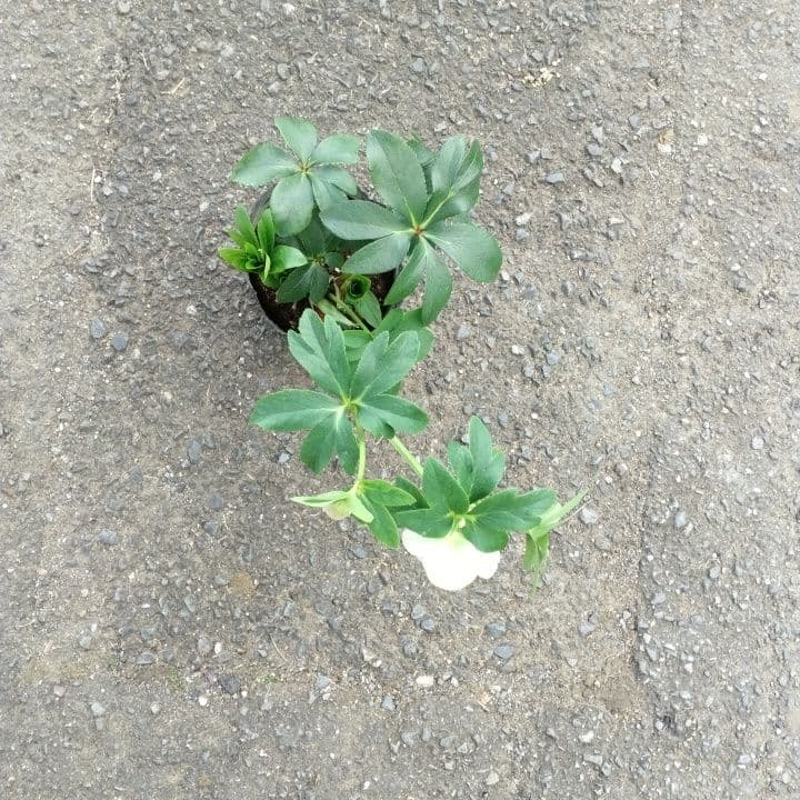 広瀬園芸。ダブルホワイトブロッチ。開花株。No60