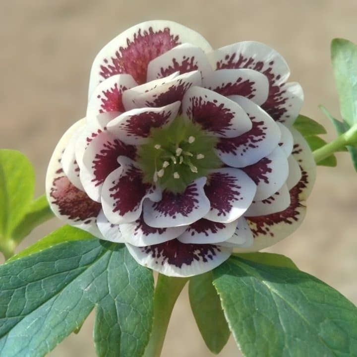 広瀬園芸。ダブルホワイトブロッチ。開花株。No60