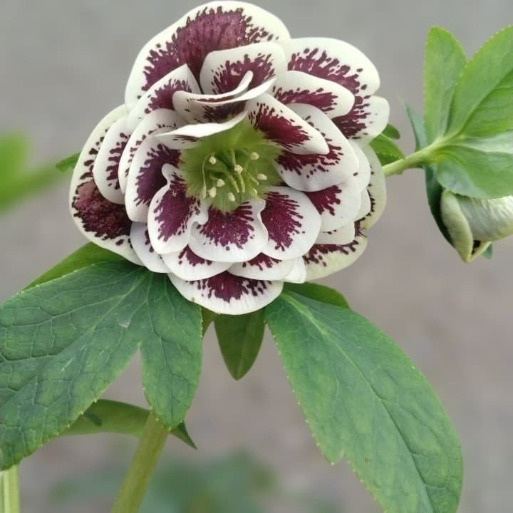 広瀬園芸。ダブルホワイトブロッチ。開花株。No60