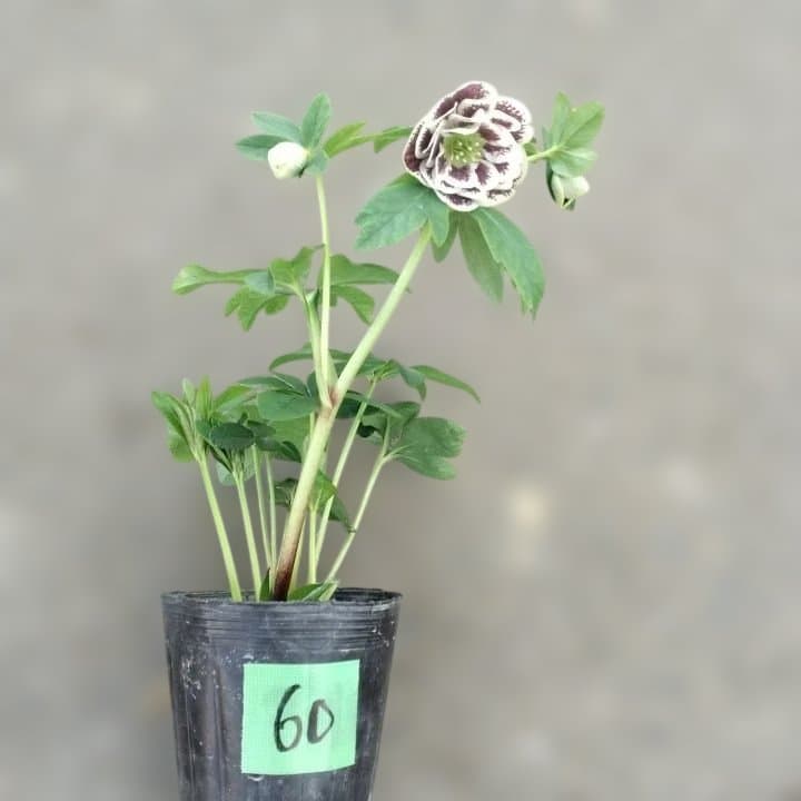 広瀬園芸。ダブルホワイトブロッチ。開花株。No60