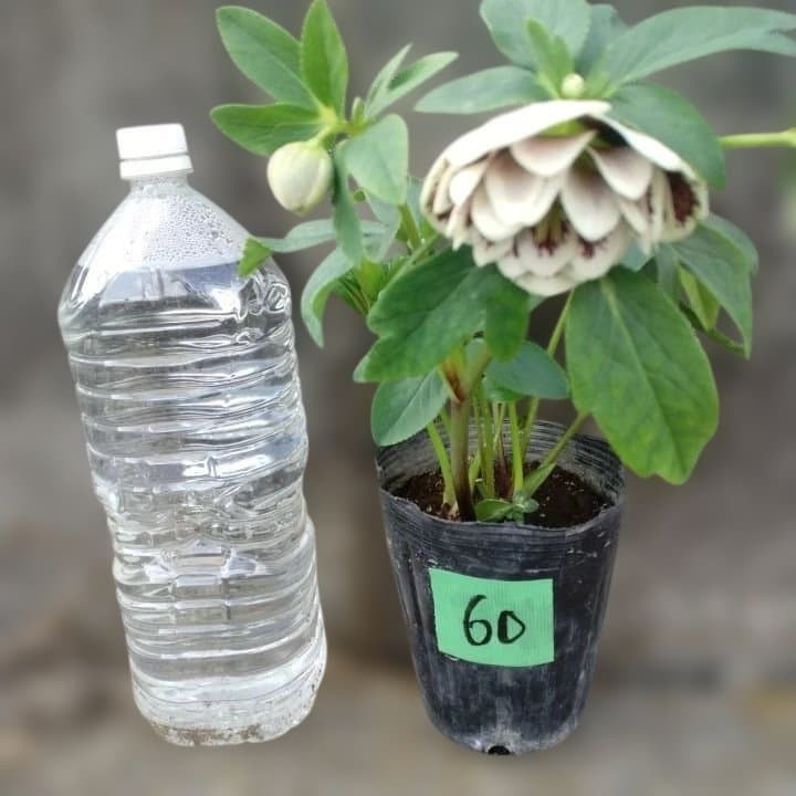 広瀬園芸。ダブルホワイトブロッチ。開花株。No60