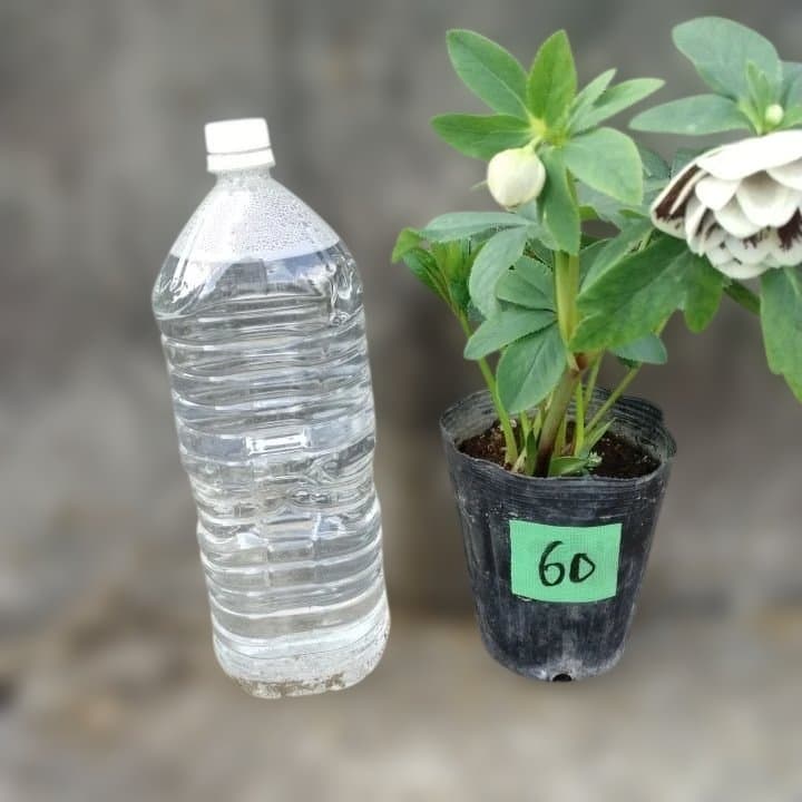 広瀬園芸。ダブルホワイトブロッチ。開花株。No60