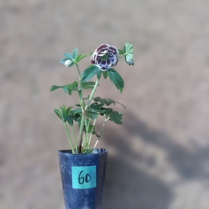 広瀬園芸。ダブルホワイトブロッチ。開花株。No60